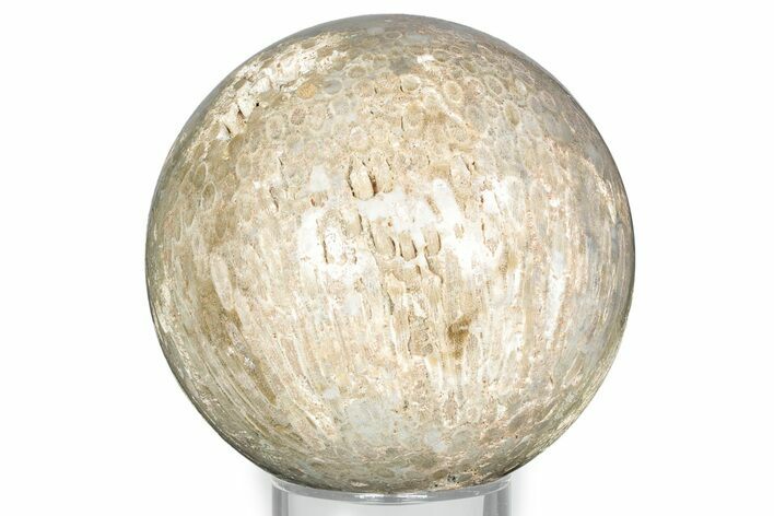 Polished Agatized Fossil Coral Sphere - Indonesia #326839
